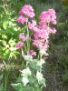 VALERIANE des jardins rouge, centranthus ruber, Pqt 5 g