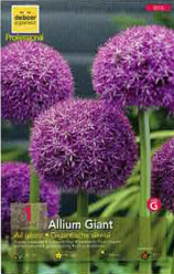 Allium Giganteum 20+ violet/pourpre Pochette de 1 - code G
