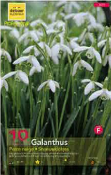 Galanthus Perce neige blanc 7+ Pochette de 10 - code F