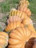 COURGE musquée de Provence Pqt 500 g