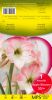 AMARYLLIS APPLE BLOSSOM rose calibre 30/+