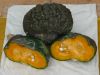 COURGE marina di Chioggia bio certifié FR-BIO-15  Pqt 100 g