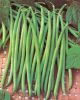 HARICOT NAIN CALYPSO semences non traitées sac de 5 kg