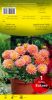 DAHLIA BORDER Extase décoratif saumon Pochette - code A