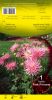 DAHLIA BORDER Park Princess cactus rose Pochette - code A