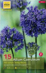 Allium Caeruleum (Azurem) 5+ bleu Pochette de 15 - code F