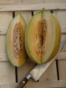 MELON de Cavaillon Espagnol à chair rose bio certifié FR-BIO-15  Pqt 25 g