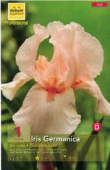 Iris Germanica Rose Pochette de 1 -  code D