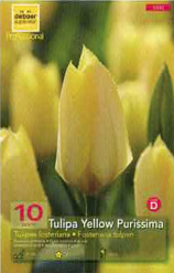 Tulipe Fosteriana 12+ Yellow purissima jaune Pochette de 10 - code D