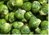 Chou de Bruxelles Sanda Pqt  25 g