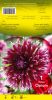 DAHLIA CACTUS Opium violet et blanc Pochette - code B