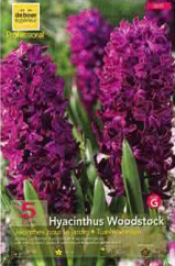 Jacinthe 16+ Woodstock violette Pochette de 5 - code G