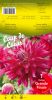 DAHLIA CACTUS Grande Finale rose cerise Pochette - code B