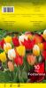 TULIPE FOSTERIANA 12+  en mélange    Pochette de 10 - code E