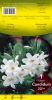 LILIUM CANDIDUM blanc 20+    pochette de 1 - code H