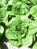 Laitue romaine Grasse d'Avignon (craquerelle du Midi) Paquet 100 g