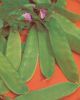 POIS CAROUBEL MANGETOUT boite 200 g