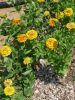 ZINNIA POP ART en mélange,  Paquet 25 g