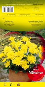 DAHLIA BORDER Munchen cactus jaune Pochette - code A