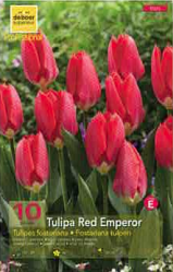 Tulipe Fosteriana 12+ Red Emperor Pochette de 10 - code E