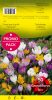 CROCUS 8/9 en mélange par 50  PROMO-PACK