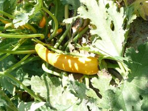 COURGETTE jaune goldena Pqt 100 g