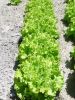 LAITUE BATAVIA dorée de printemps Pqt  25 g