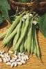 Haricot nain Lingot Suisse blanc  paquet 1 kg