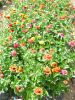 ZINNIA DOUBLE pompon en mélange Pqt  25 g