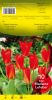 TULIPE FOSTERIANA 12+  Mme Lefeber rouge   Pochette de 10 - code E