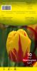 TULIPE TRIOMPHE 12+  Washington jne flammé    Pochette de 10 - code D