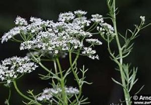 Anis vert (pimpinella anisum) sachet 5g