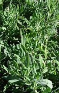 Estragon sachet  0,3 g
