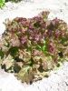Laitue Batavia Rouge Grenobloise Paquet 100 g