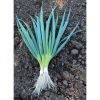 OIGNON BLANC long Ishikura (oignon à botteler, cebette) Pqt 25 g