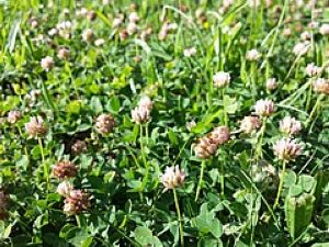 Trèfle nain fraise (trifolium fragiferum) le Paquet de 500 g