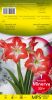 AMARYLLIS MINERVA strié calibre 30/+