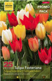 Tulipe Fosteriana 12+ mélange par 25 PROMO-PACK