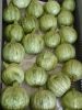 Courgette de Nice à fruit rond Pqt 500 g