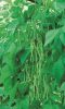HARICOT A RAMES EMERITE bte  50 g