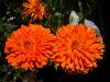 SOUCI corniche d'or, orange à coeur noir  Pqt 25 g