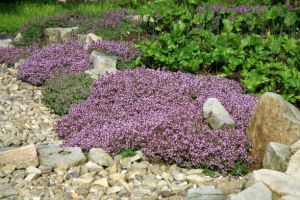 Serpolet (Thymus serpylum)  Pqt 100 g