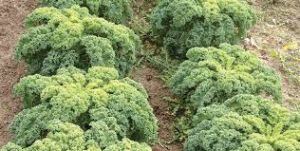 CHOU FRISE demi-nain de Westland (chou Kale) Pqt 100 g