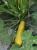 COURGETTE jaune goldena Pqt  25 g