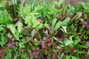 MESCLUN mélange de laitues à couper Pqt 100 g