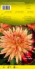 DAHLIA CACTUS Saint Saens orange strié rouge Pochette - code A