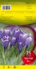 CROCUS vernus bleu 8+     Pochette de 20 - code F