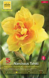 Narcisses doubles Tahiti jaune/orange Pochette de 5 - code E