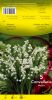 Muguet Convallaria Pochette de 5 griffes - code F