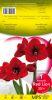 AMARYLLIS BENFICA rouge foncé  calibre 30/+